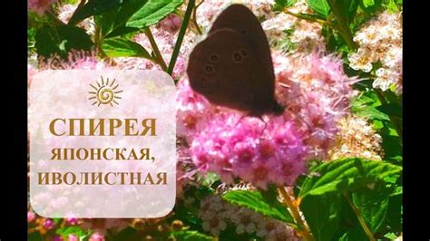 СПИРЕЯ/ЯПОНСКАЯ И ИВОЛИСТНАЯ/ДЕКОРАТИВНЫЙ КУСТАРНИК | Кустарники ...