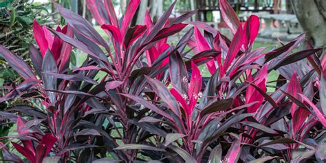 How To Use Shades Of Burgundy In Your Garden Living Color Garden Center