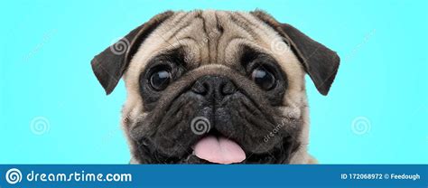 Excited Little Panting Pug With Mouth Open And Tongue Exposed Looking