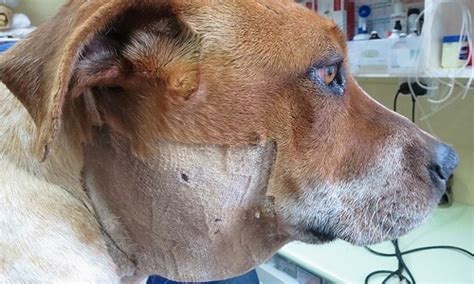 What To Do If An Abscess Bursts On A Dog