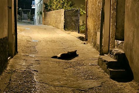 La Storia Di Snoopy L Hachiko Del Nuorese Ogliastra Vistanet