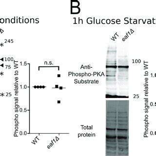 Pka Activity Is Altered In An Eaf A Pka Substrate Phosphorylation