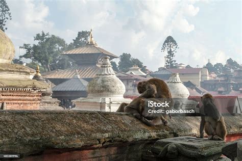 Monkeys At Pashupatinath Temple Stock Photo - Download Image Now - 2015 ...
