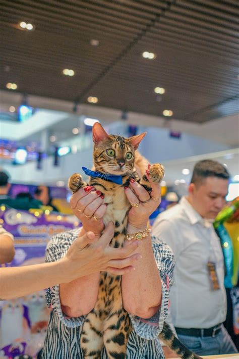 Cuộc thi mèo đẹp gay cấn So kè sát sao đối thủ giá 1 tỷ đồng vẫn phải thua em mèo này