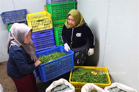 Pengemasan Baby Buncis Kenya Untuk Ekspor Ke Singapura Di Lembang Agri