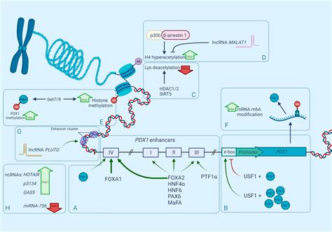 Frontiers PDX1 is the cornerstone of pancreatic β cell functions and