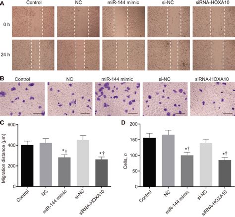 Tumor Promoting Activity Of Long Noncoding RNA LINC00466 In Lung