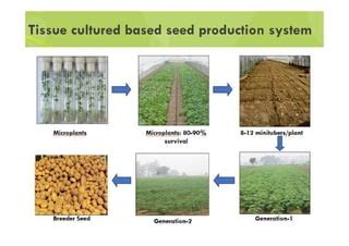 Potato Seed Production Systems PPT