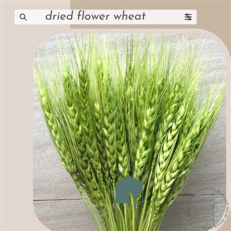 Jual Promo Mega Sale Natural Dried Triticum Wheat Gandum Grass Bunga