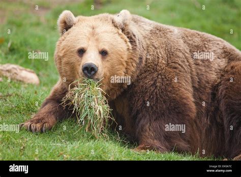 Omnivorous Animals Pictures