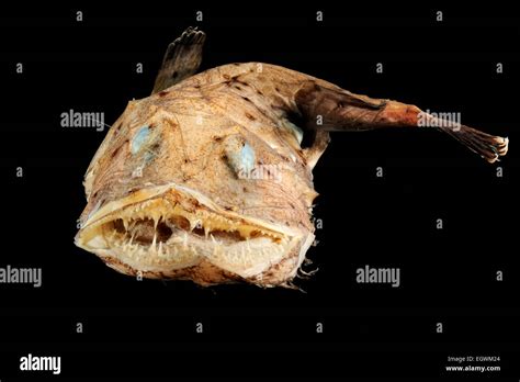 Anglerfish deep sea hi-res stock photography and images - Alamy