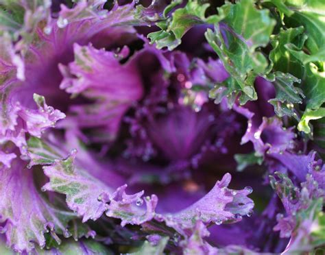 Purple And Green Lettuce How Does Your Lettuce Grow