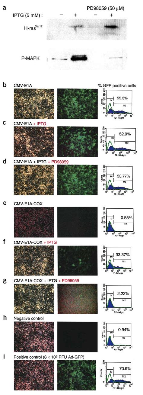 Utr Mrna Stabilization Depends On The P Mapk Pathway A Levels Of