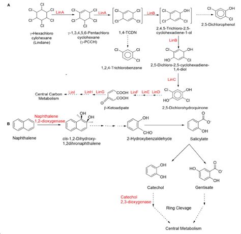 Simplified Catabolic Degradation Pathways Of Organochlorine And