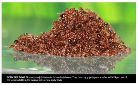 Fire Ants Water