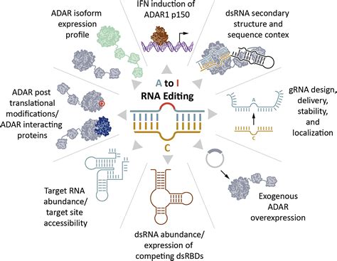 rna dna ptdavb