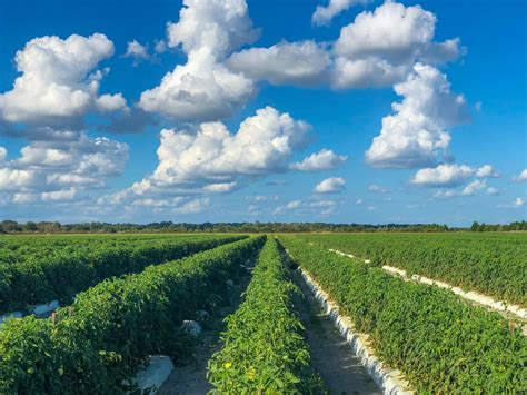 Friends of Manatee County Agricultural Museum | Palmetto FL