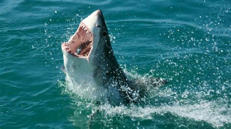 Newsela | Orcas vs. great white sharks: In a battle of apex predators