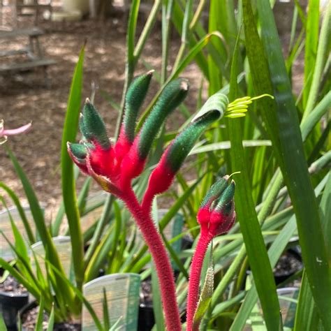 Plant Of The Month Anigozanthos Bush Dance Boyanup Botanical