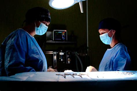 Veterinary surgery | Clinica La Veterinaria