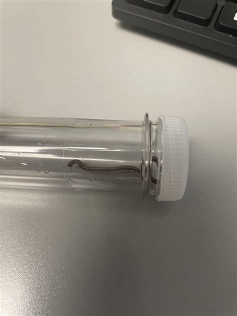 What kind of centipedes are these? Found them at work and would like to