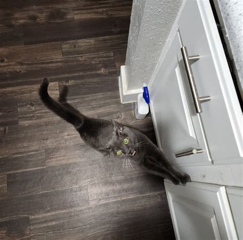 John Michael - Anytime I go to the kitchen, she begs for food. 🐈‍⬛️