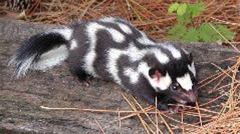 Have You Seen A Spotted Skunk Tell Ldwf