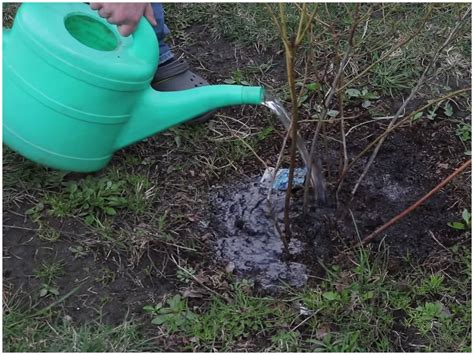 Подкормка голубики весной азотом перед цветением
