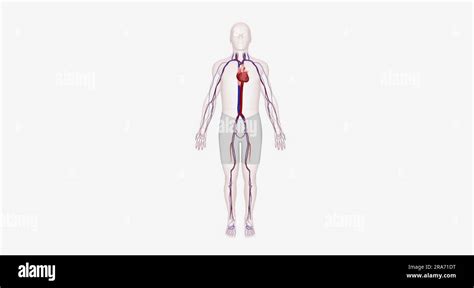 Le Syst Me Cardiovasculaire Contient Le C Ur Et Les Vaisseaux Sanguins