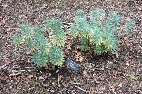 Spurge Portuguese Velvet Euphorbia Characias Portuguese Velvet Growing Guides