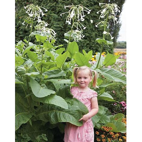 Nicotiana sylvestris seeds | Thompson & Morgan