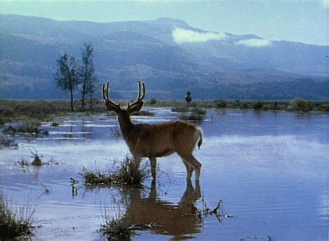 Miriam's Vintage Classics: 'Raíces profundas' de George Stevens