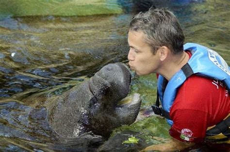 Manatees And Humans: Exploring Curiosity Beneath The Waves