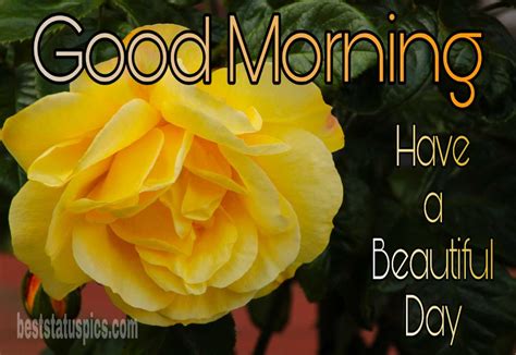 Beautiful Good Morning Yellow Rose Images Hd Best Status Pics