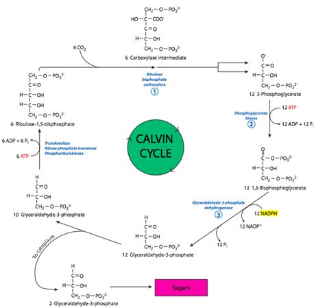 85 The Calvin Cycle Biology Libretexts