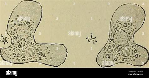 General Physiology An Outline Of The Science Of Life 3 Abc 1 Fig