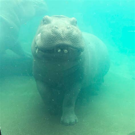 41 best Toledo Zoo images on Pholder | Toledo, Pics and Aww