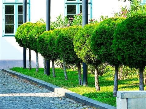 Sphere Shaped Small Evergreen Trees In A Row Gardening Concept Stock