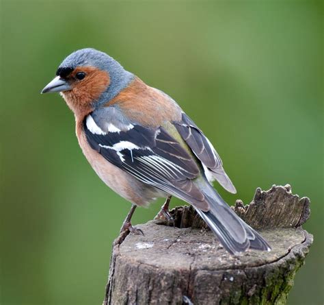 The Chaffinch - Fringilla coelebs, is a common and widespread small