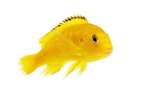 Yellow Lab Cichlid Care: Size, Tank Mates, Diet & Setup