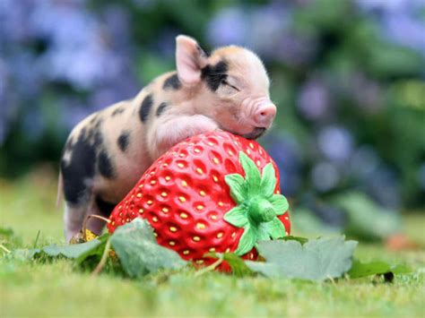 pig pictures wallpaperscom
