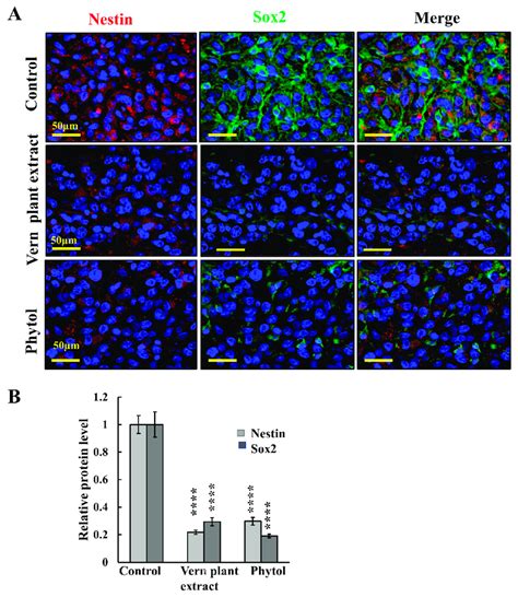 Vern plant extract and phytol treatment markedly reduced cancer stem ...