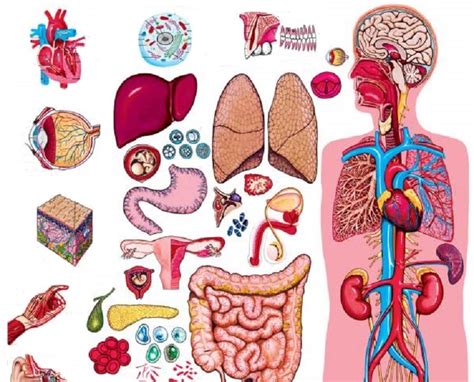 How Many Organs are There in Human Body? - The Scientific World - Let's ...