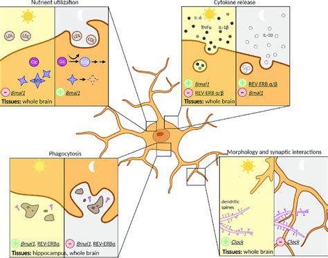 Microglial Functions Regulated By The Molecular Clock Yellow