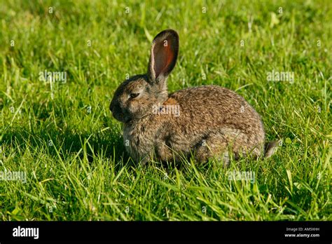 European Rabbit Oryctolagus Cuniculus Fotos Und Bildmaterial In Hoher