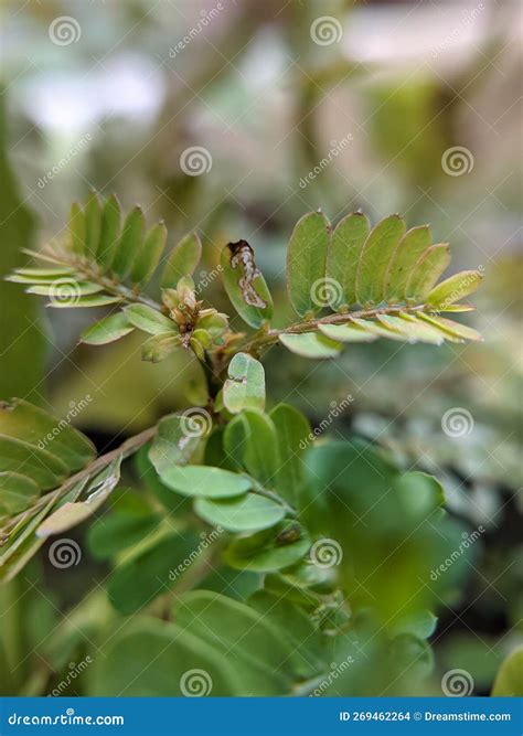 Phyllanthus niruri stock photo. Image of healthy, grass - 269462264