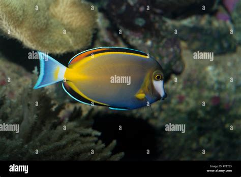 Gold Rim Tang Acanthurus Nigricans Swimming In Fish Tank Stock Photo