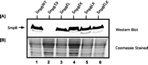 Analysis Of The Expression Level Of Smpb Alanine Substitution Variants