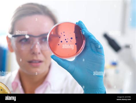 Microbiology Scientist Viewing Cultures Growing In Petri Dishes Before