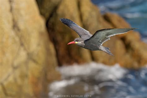 Gaviotín Monja Larosterna inca Inka Tern Daniel Sziklai Flickr